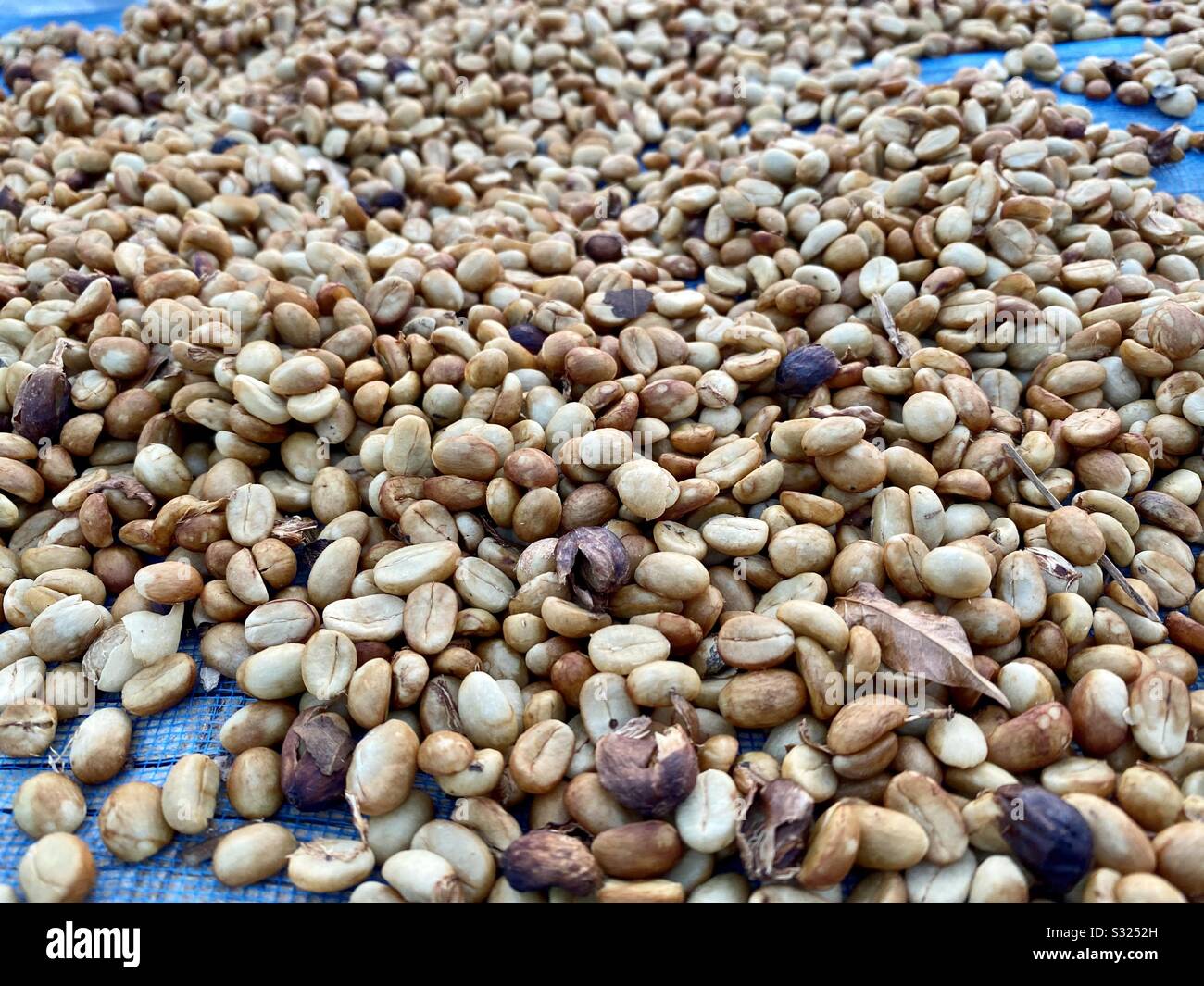 Chicchi di caffè biologici nel nord della Thailandia Foto Stock