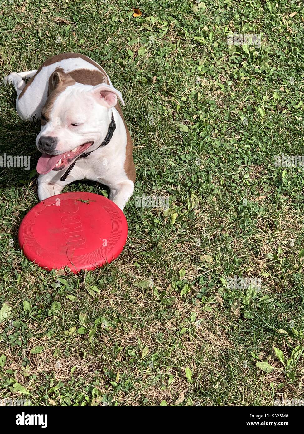 Cane Happy frisbee Foto Stock