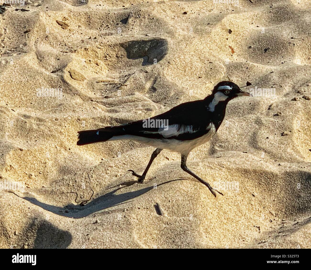 Magpie Lark uccello fare una passeggiata sulla spiaggia di sabbia Foto Stock