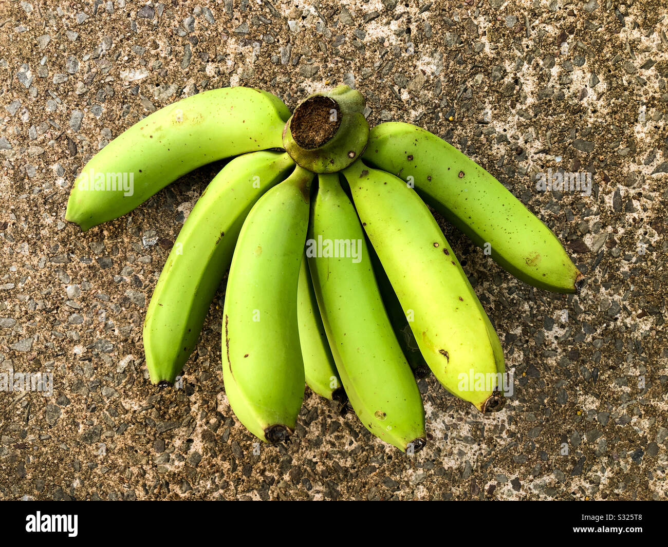 Banane verdi cavendish a terra. Foto Stock