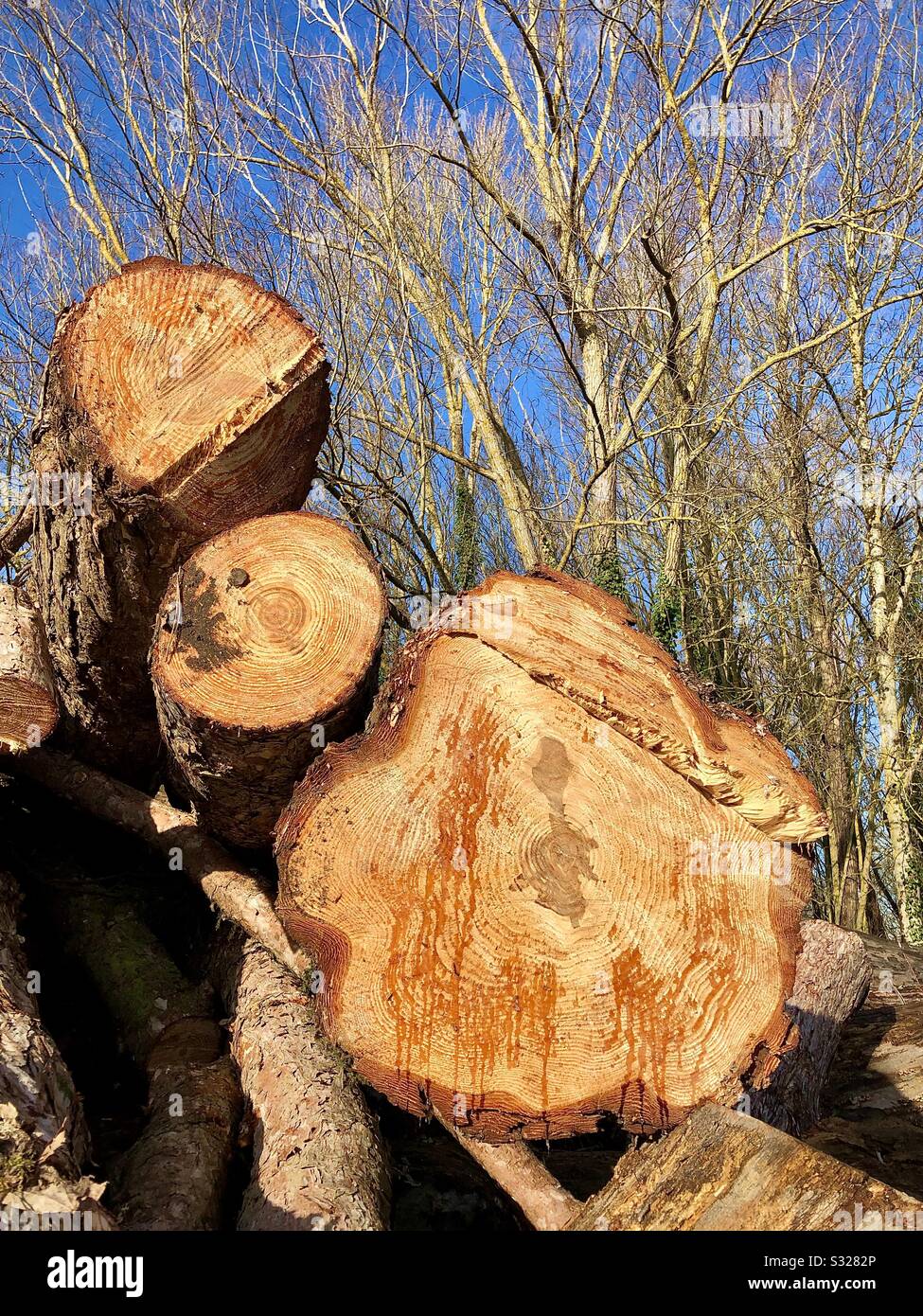 Alberi e tronchi. Foto Stock
