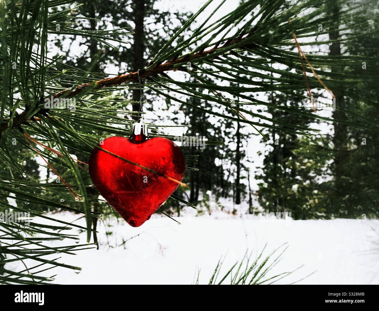 Ornamento a forma di cuore rosso sul ramo di un giovane pino in una foresta coperta di neve. Foto Stock