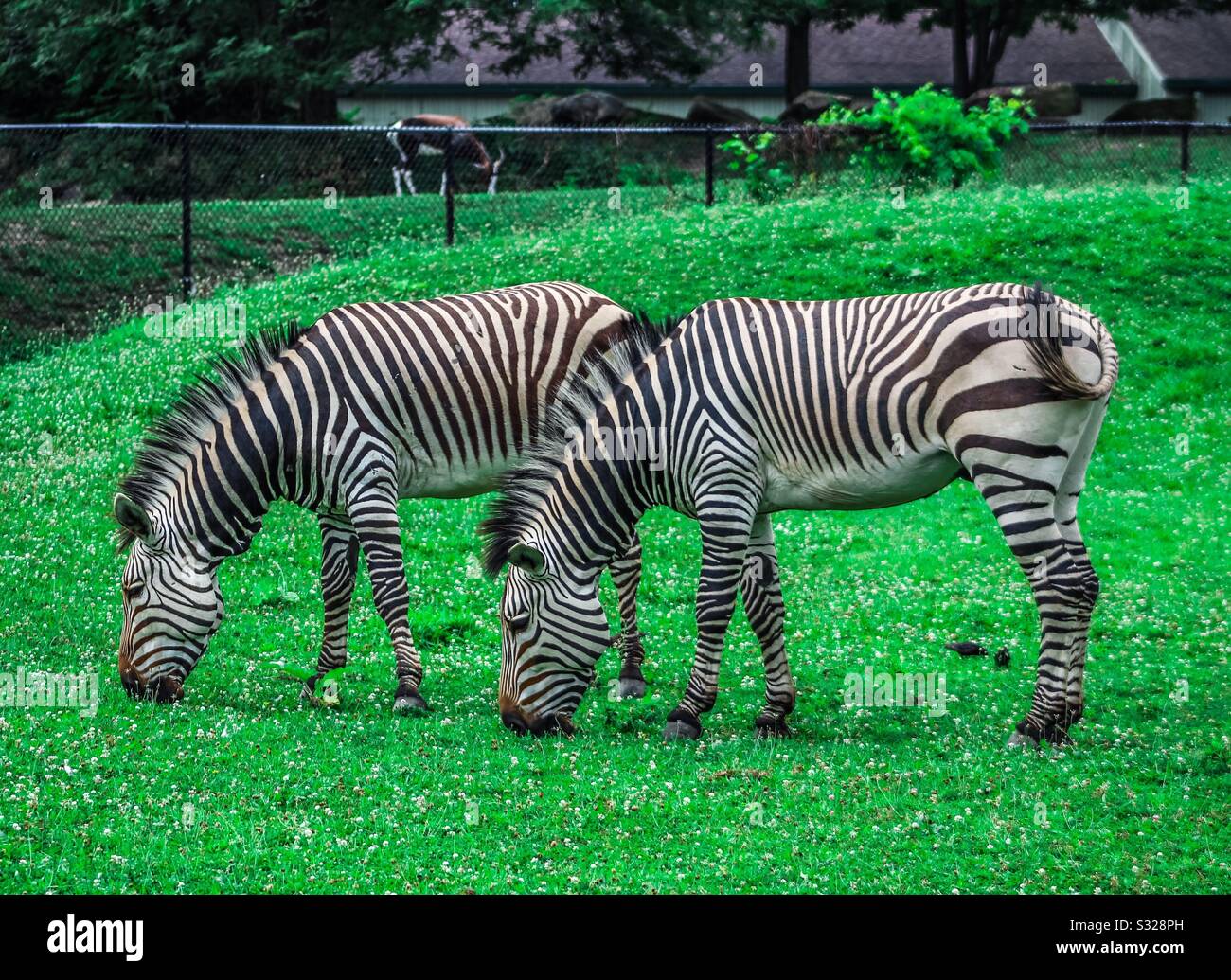 Due zebre al pascolo Foto Stock