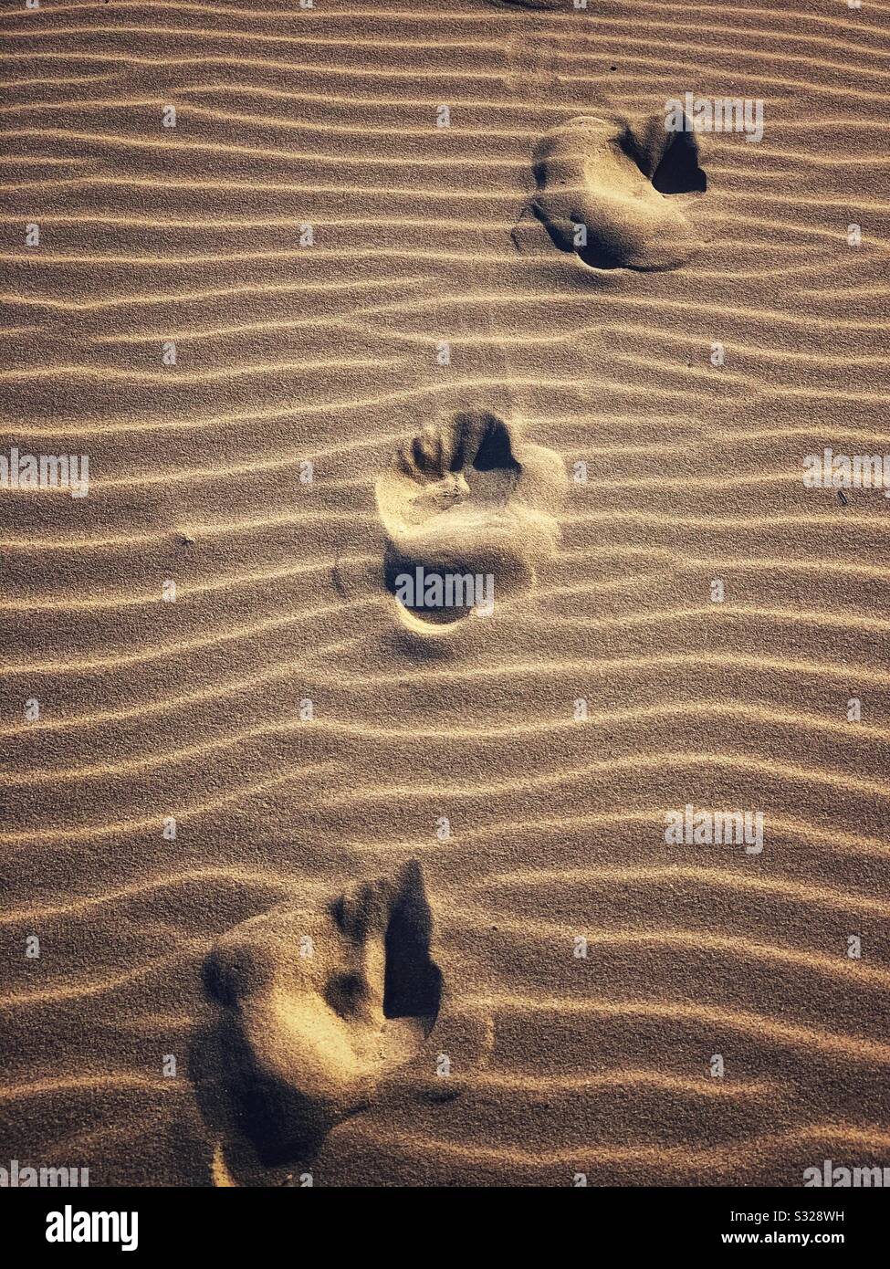 Increspa nella sabbia sulla spiaggia con le impronte attraverso di essa Foto Stock