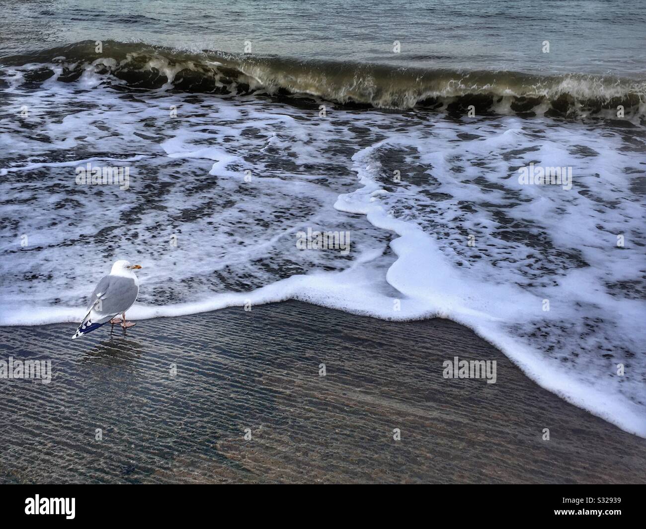 Un teschio si trova sul bordo del mare, mentre entra un'onda. Foto Stock