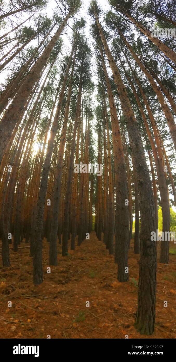Foresta di pini. - Immagine stock catturata con smartphone