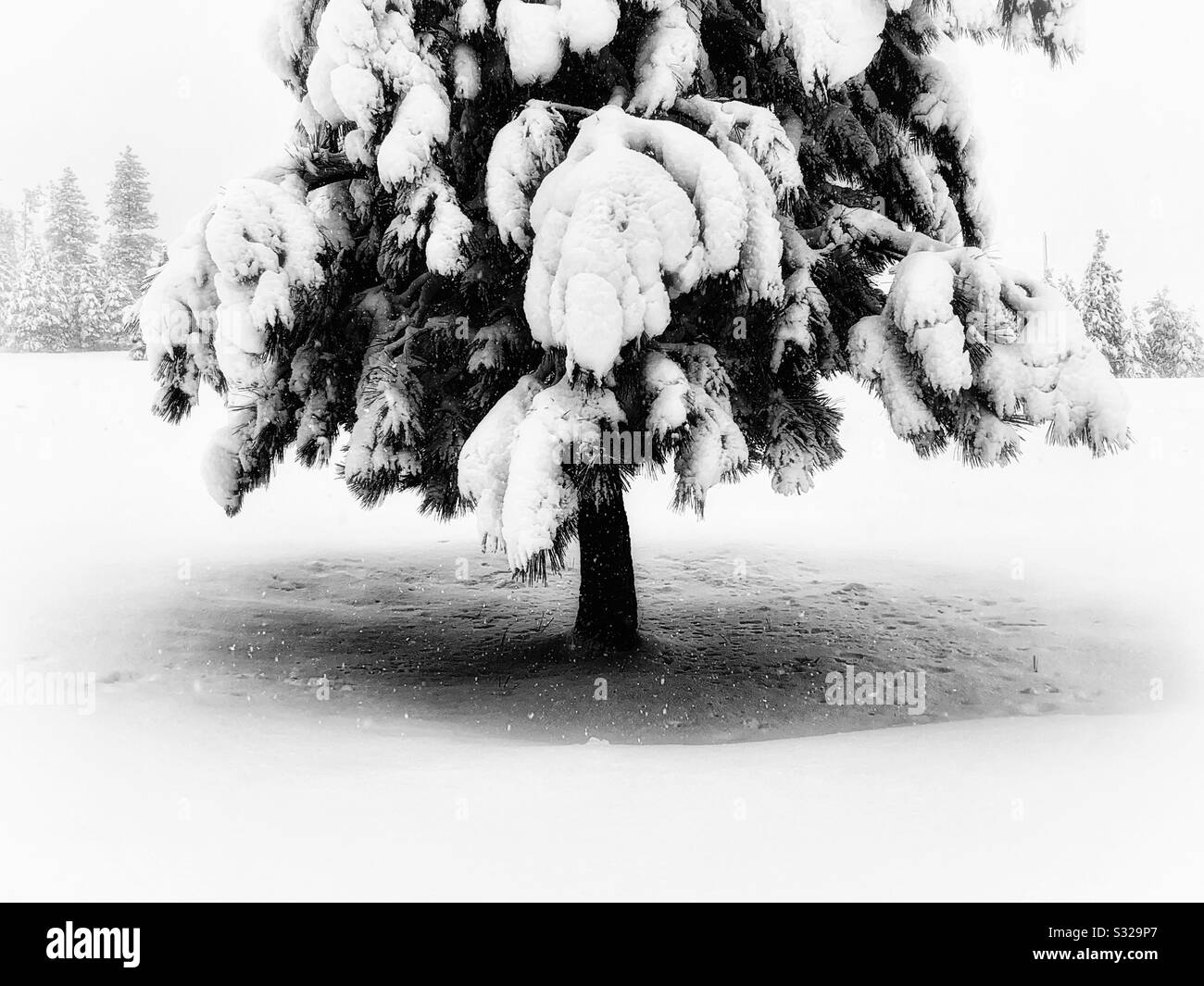 Pineta innevata in una giornata panoramica Foto Stock