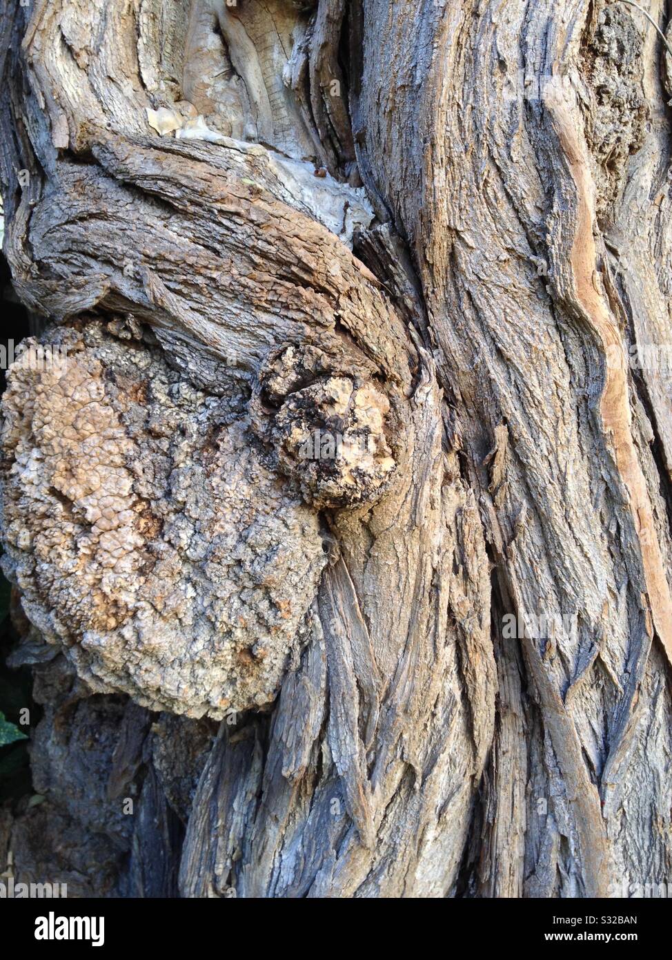 Una parte di un vecchio albero ritorto si trovava in un giardino nei sobborghi di Parigi. - Immagine stock catturata con smartphone