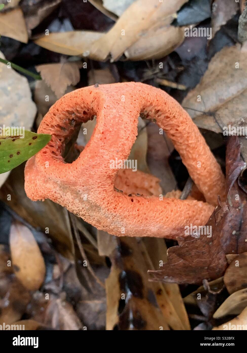 Fungo Stinkhorn Foto Stock