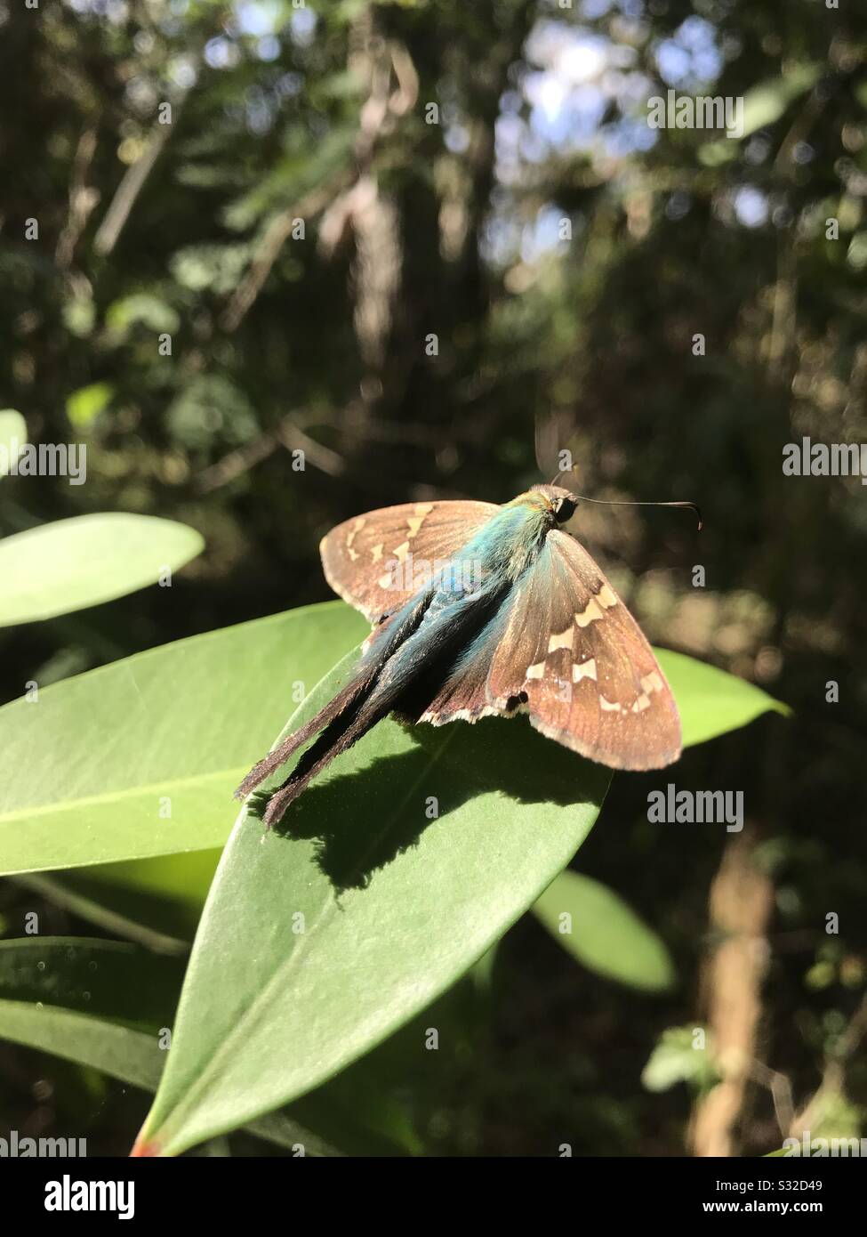 Una bella foto da vicino di uno skipper a coda lunga. Foto Stock