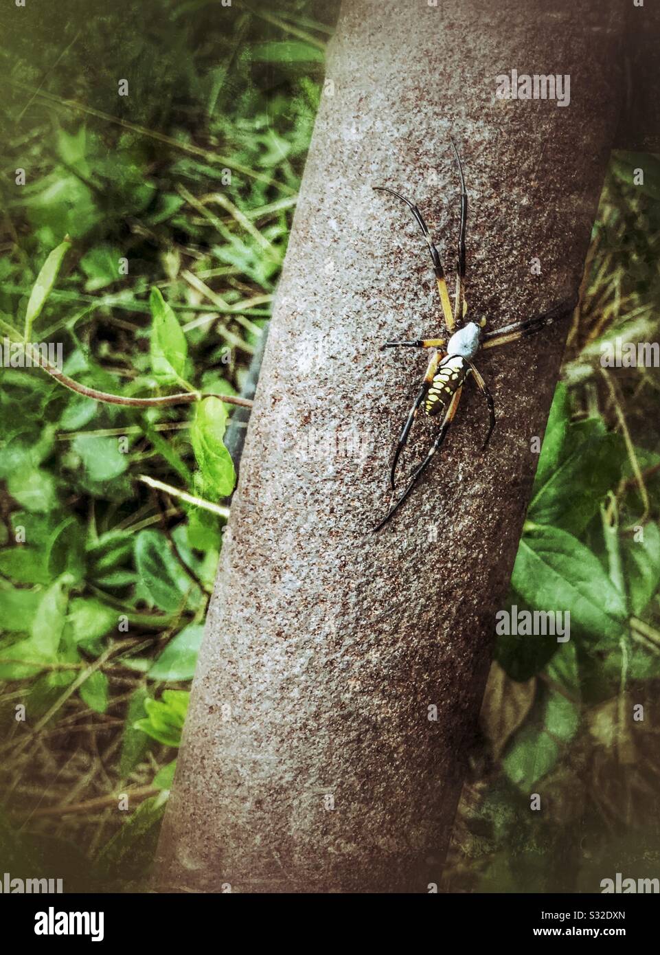 Giallo giardino Spider su tubo di metallo Foto Stock