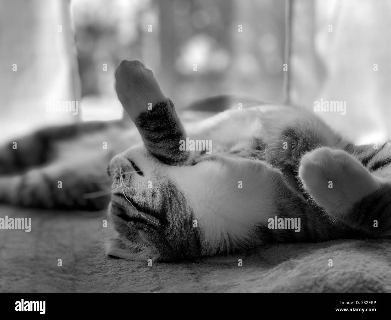 Cucciolo di tabby grigio che dorme capovolto su coperta di vello. Foto Stock
