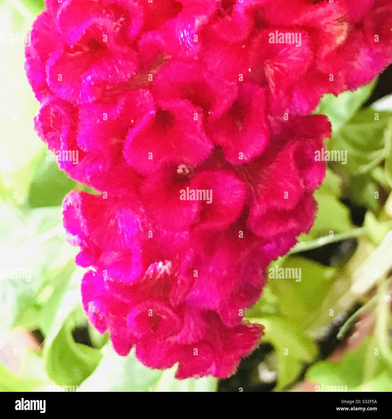 Celosia argentea var. Crostata aka cockscomb, fiore sembra la testa su un gallo una pianta ornamentale, Kozhichutta in Malayalam Foto Stock