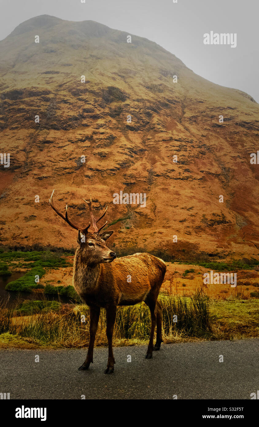 Stag a Glen Etive nelle Highlands scozzesi. - Immagine stock catturata con smartphone