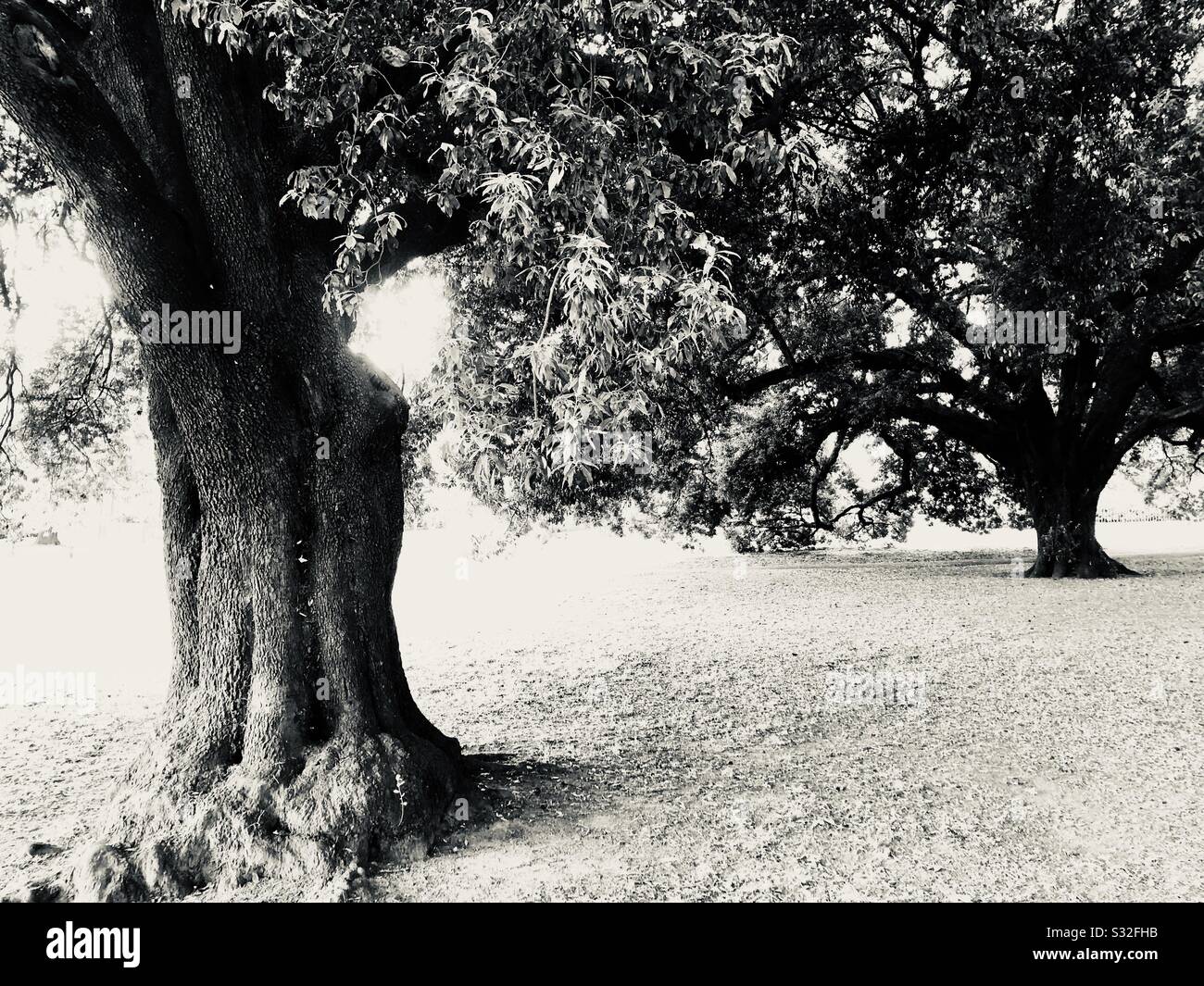 Alberi A Courtney Park , Newton Abbot , Devon Foto Stock