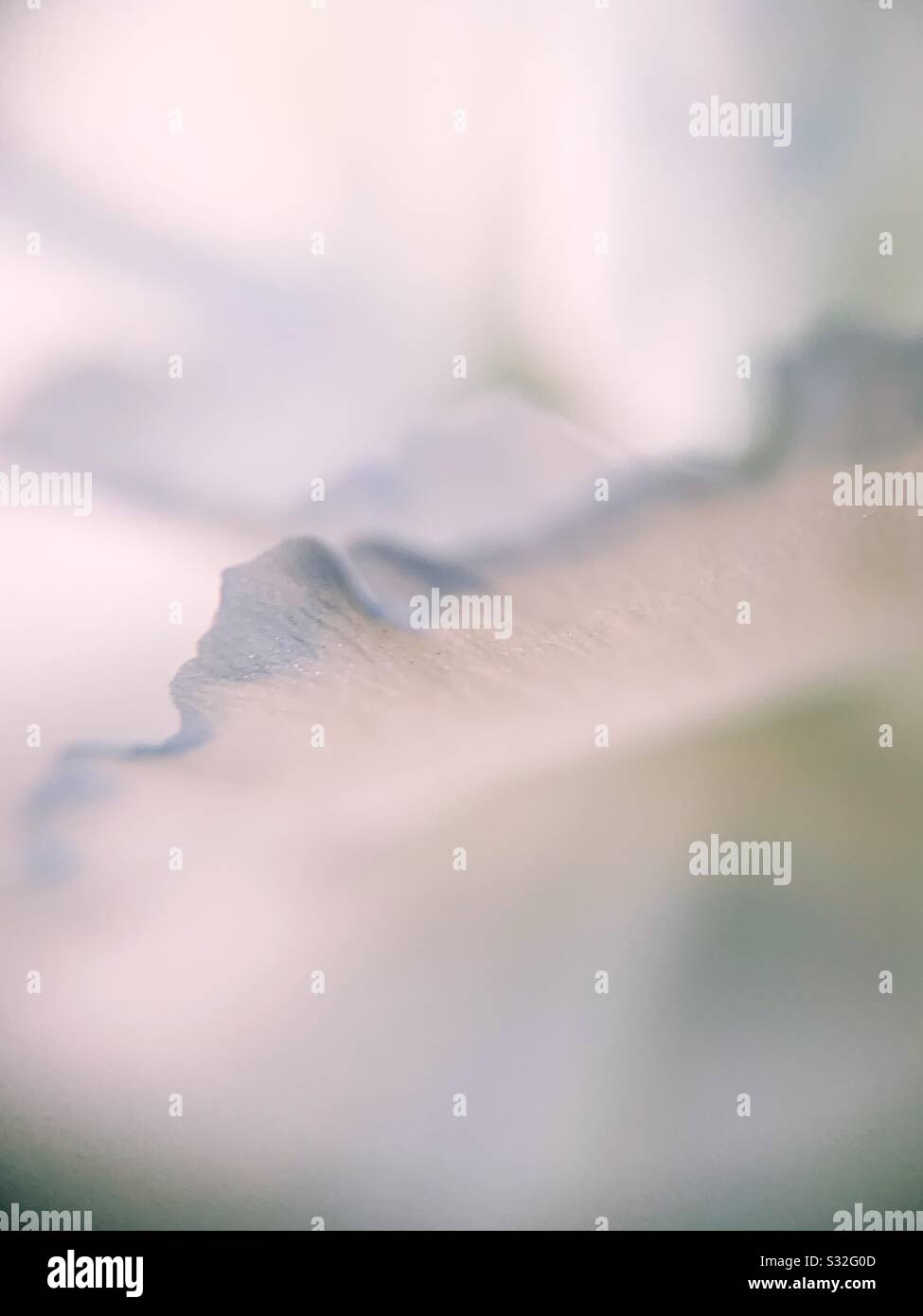 Primo piano di petalo garofano - Immagine stock catturata con smartphone