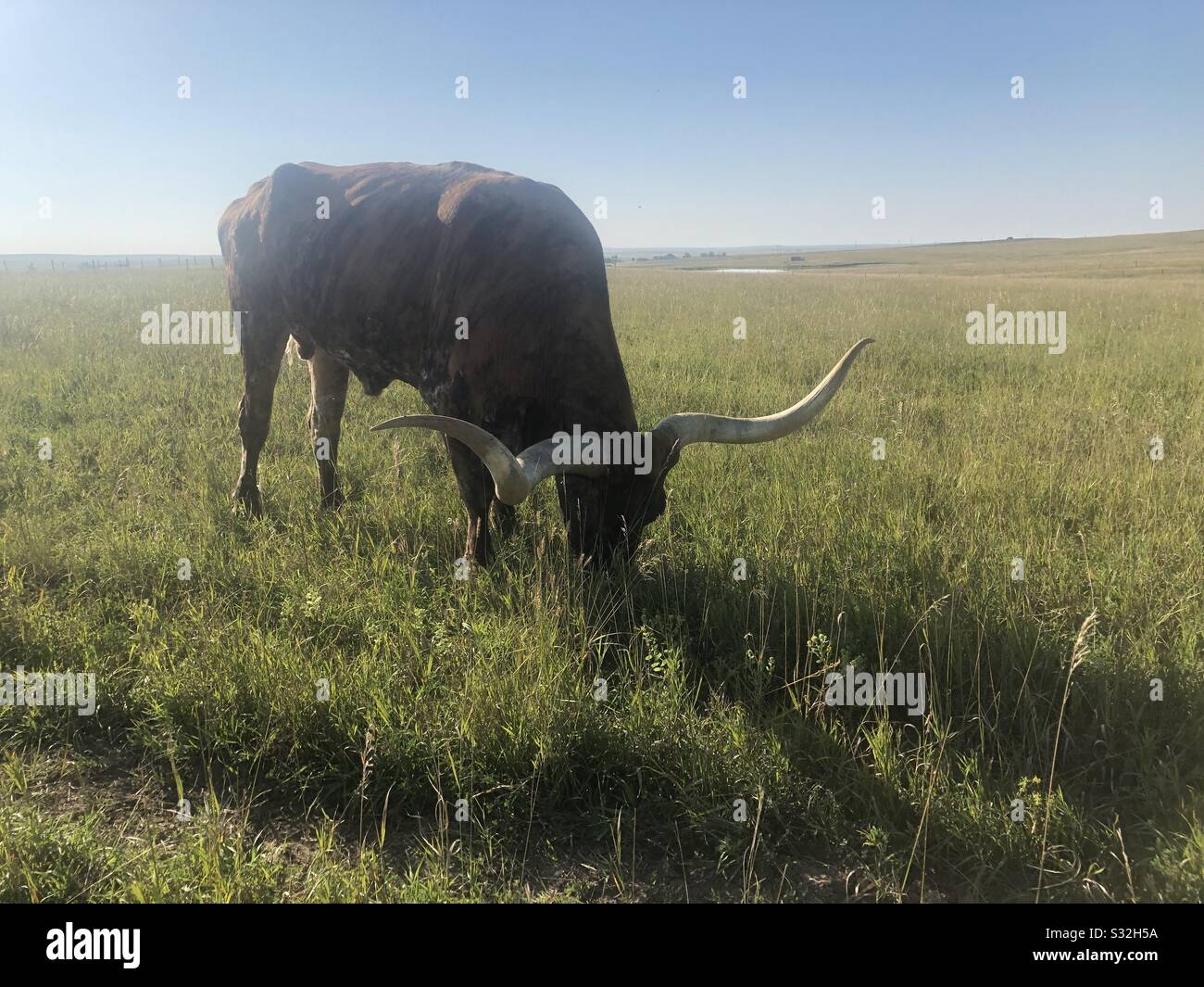 Mucca corno lunga in un campo Foto Stock