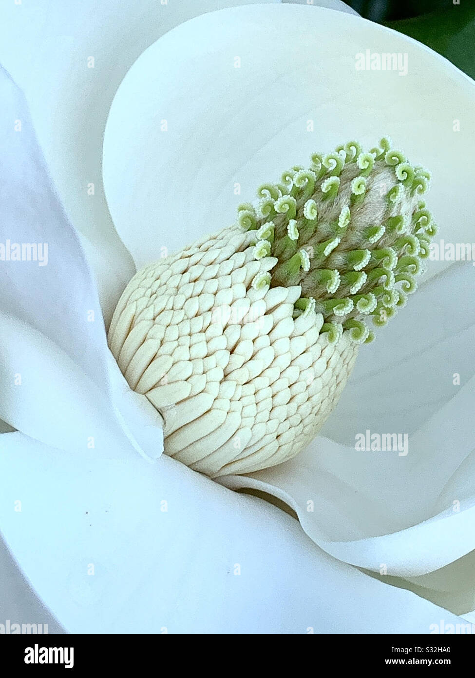 Primo piano di dettagli di una fioritura di magnolia bianca Foto Stock