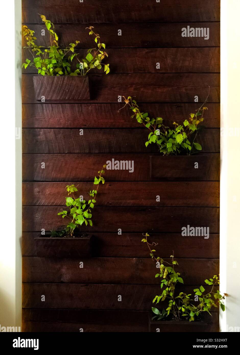 Muro con piante - Immagine stock catturata con smartphone