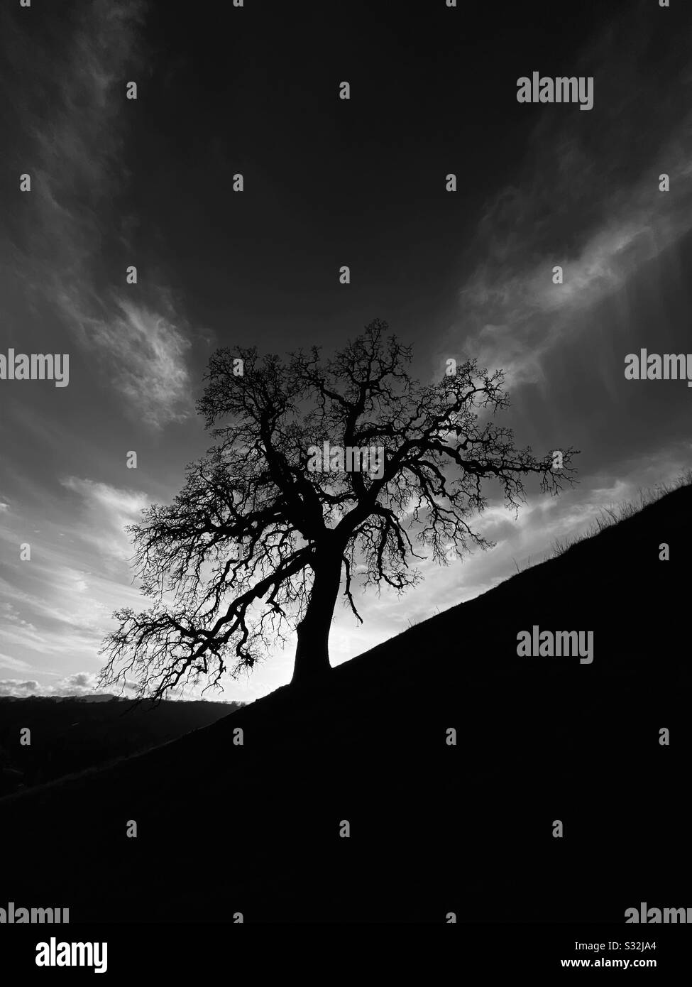 Albero di quercia invernale che si staglia contro il cielo, in bianco e nero Foto Stock