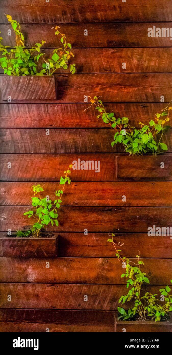 Decorazioni a parete con piante - Immagine stock catturata con smartphone