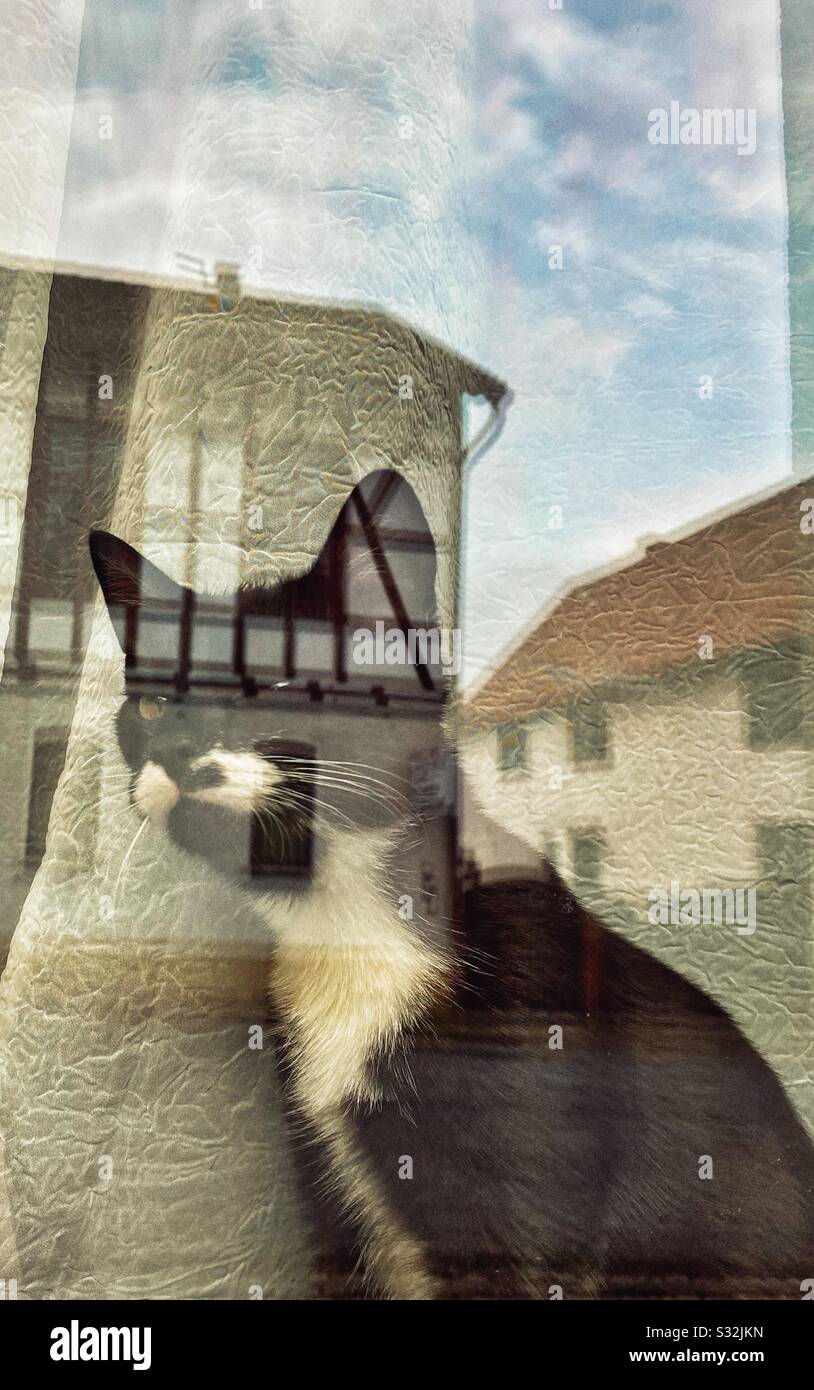 Gattino bianco e nero sta guardando attraverso una finestra Foto Stock