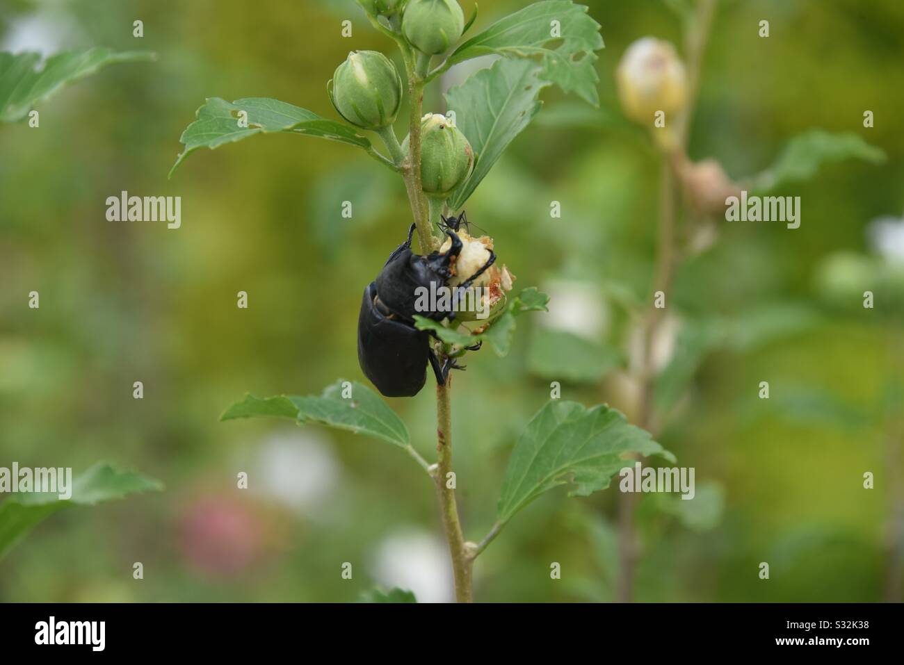 Beetle sul fiore Foto Stock