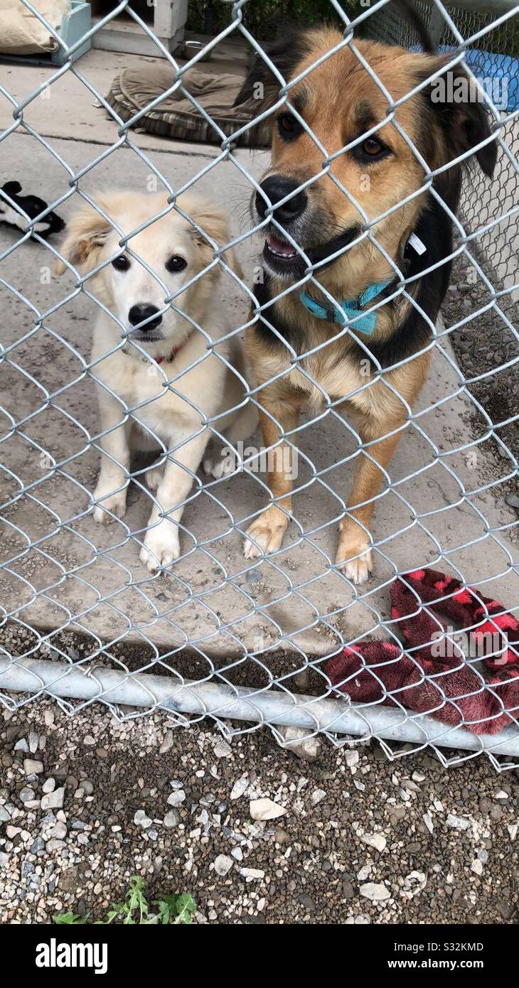 Due cani in su per l'adozione Foto Stock