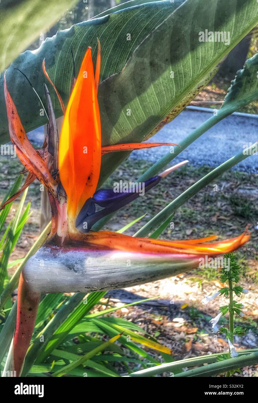Uccello del fiore Paradiso, Strelitzia reginae Foto Stock