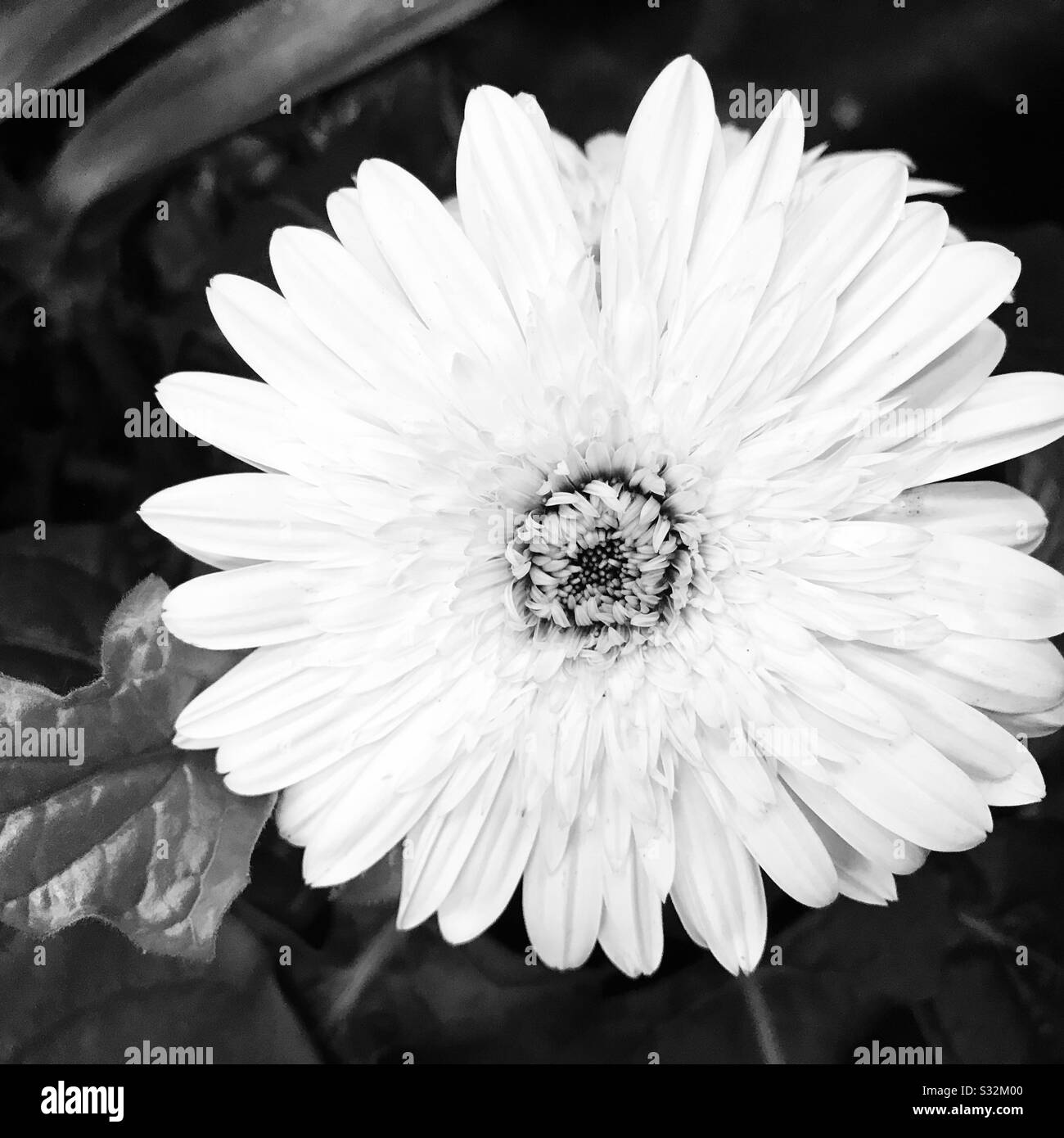 Foto in bianco e nero di bianco puro Gorgeous minuscoli petali di Gerbera fiore in un piccolo vaso, fiore bianco di fronte fotocamera, africano Daisy Foto Stock