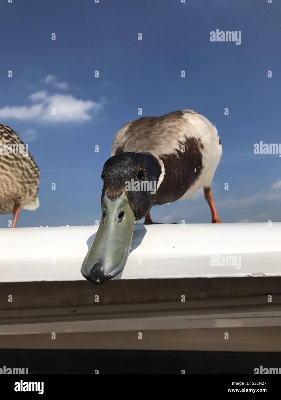 Faccia di anatra Foto Stock