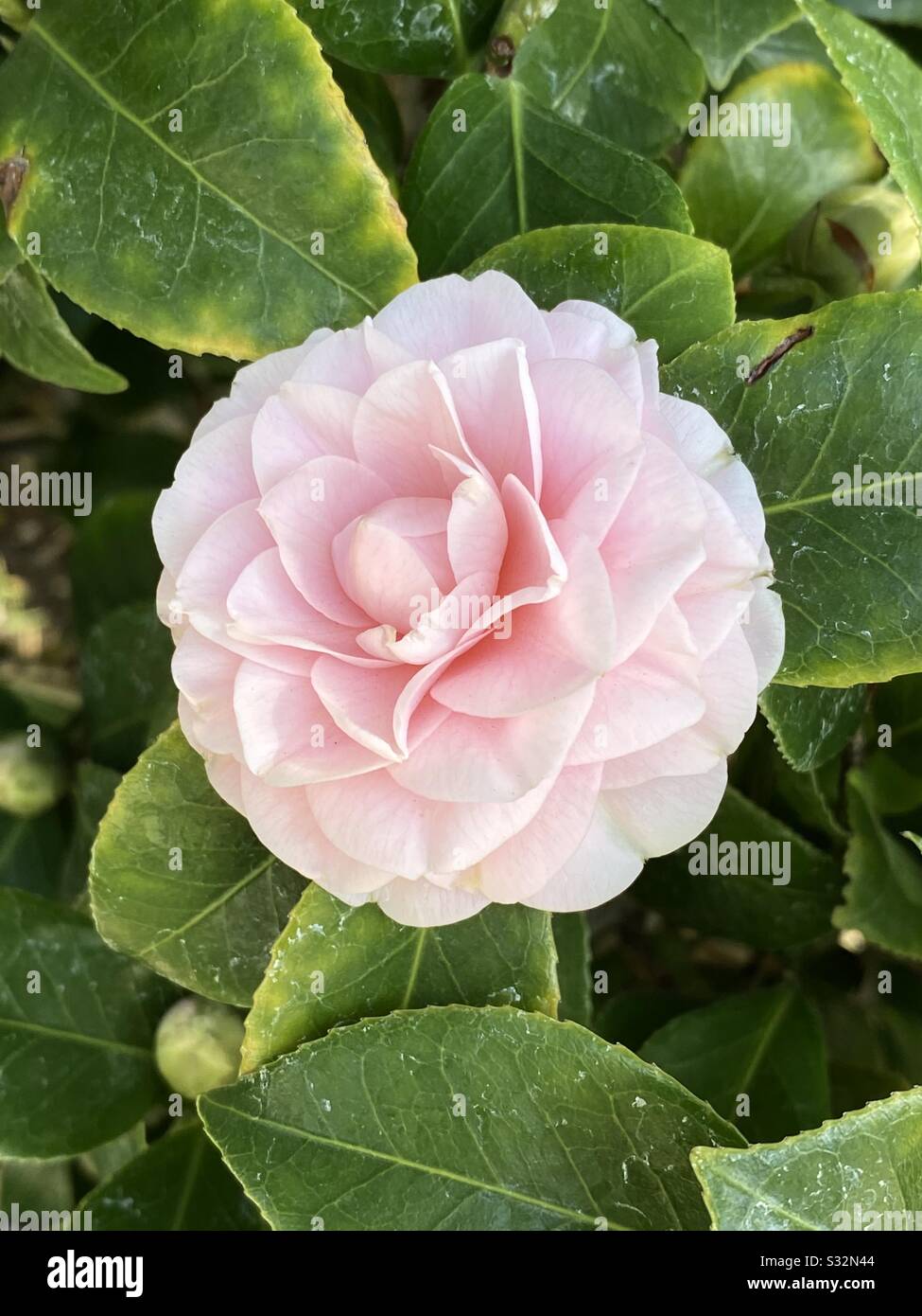 Camelia rosa morbido fiore closeup - Immagine stock catturata con smartphone