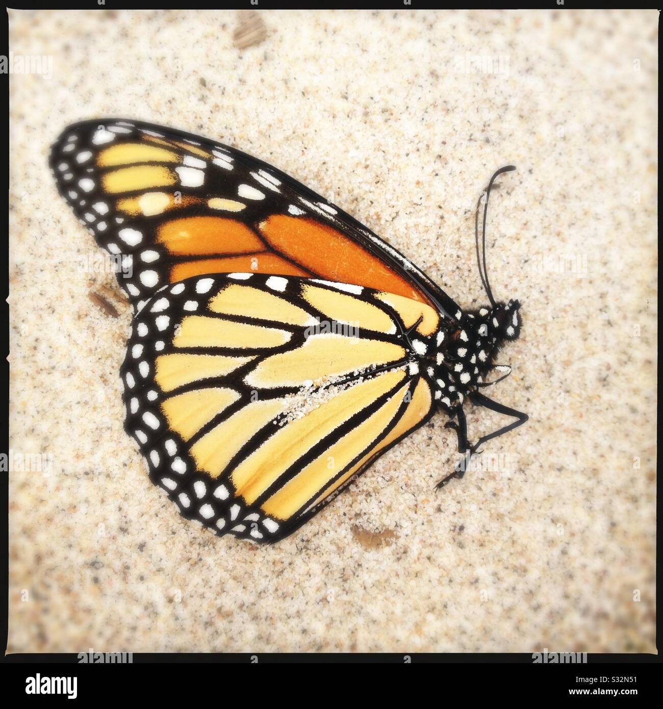 Dead Monarch Butterfly Su Beach Sand - Immagine stock catturata con smartphone
