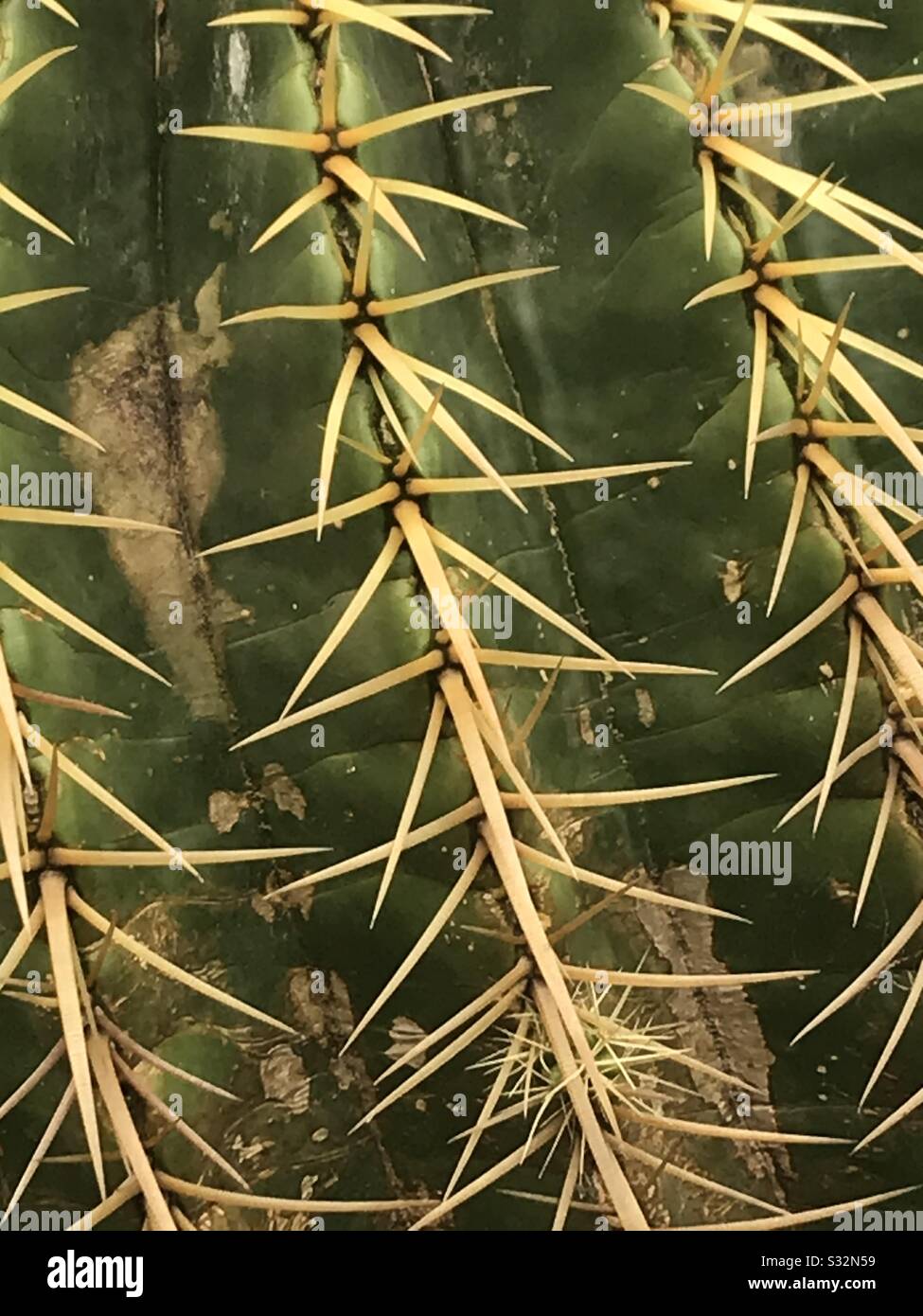 Cactus prickles vicino Foto Stock