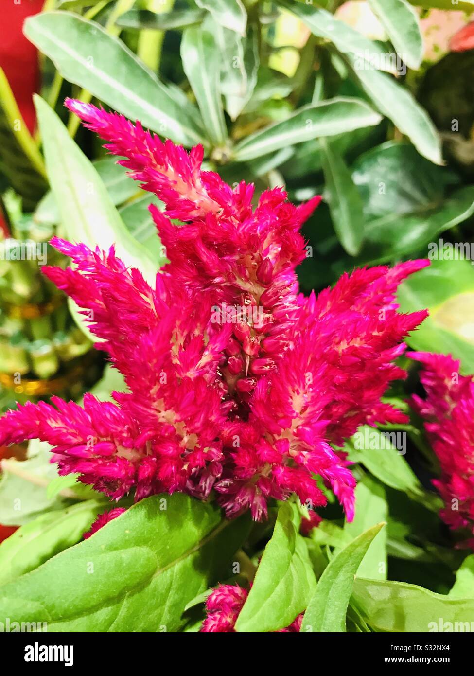 Celosia è un piccolo genere di pianta commestibile e ornamentale ,fiore rosso per Capodanno cinese Vendita, Fairy come fiore aka fiore di lana, un close up snap Foto Stock