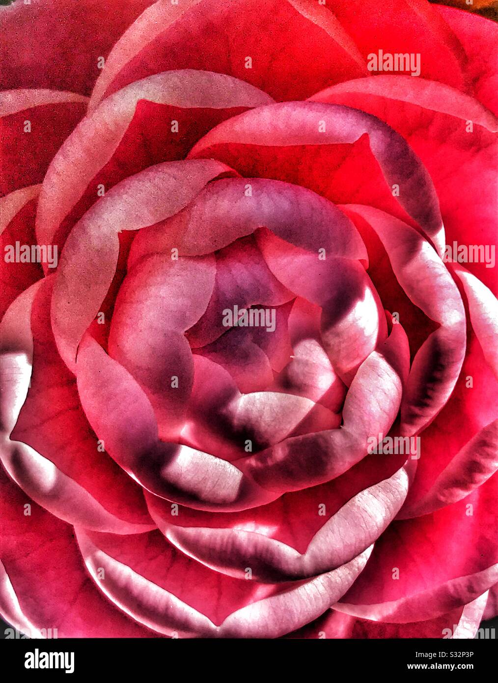 Pink Camellia close up - Immagine stock catturata con smartphone