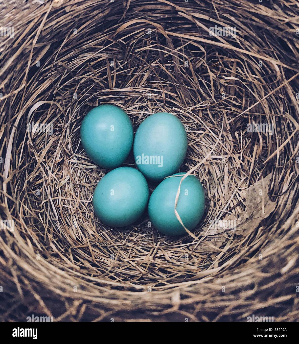 Uova in un nido Foto Stock