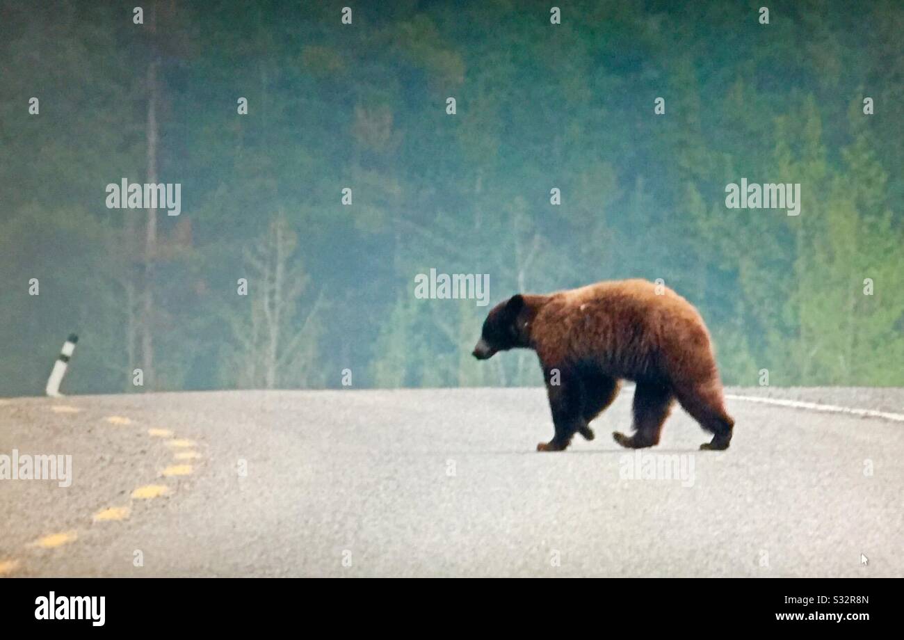 Grizzly orso, fauna selvatica delle Montagne Rocciose canadesi Foto Stock