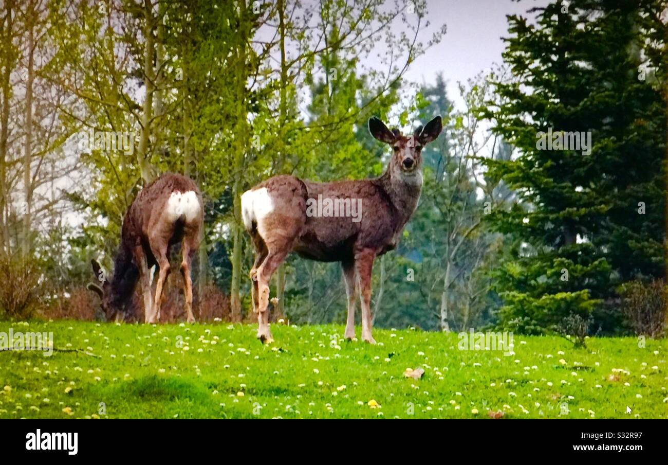 Fauna selvatica, Montagne Rocciose canadesi, mulo cervi, pascolo, prato, natura selvaggia Foto Stock