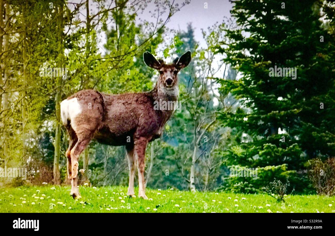 Fauna selvatica, Montagne Rocciose canadesi, mulo cervi, pascolo, prato, natura selvaggia Foto Stock