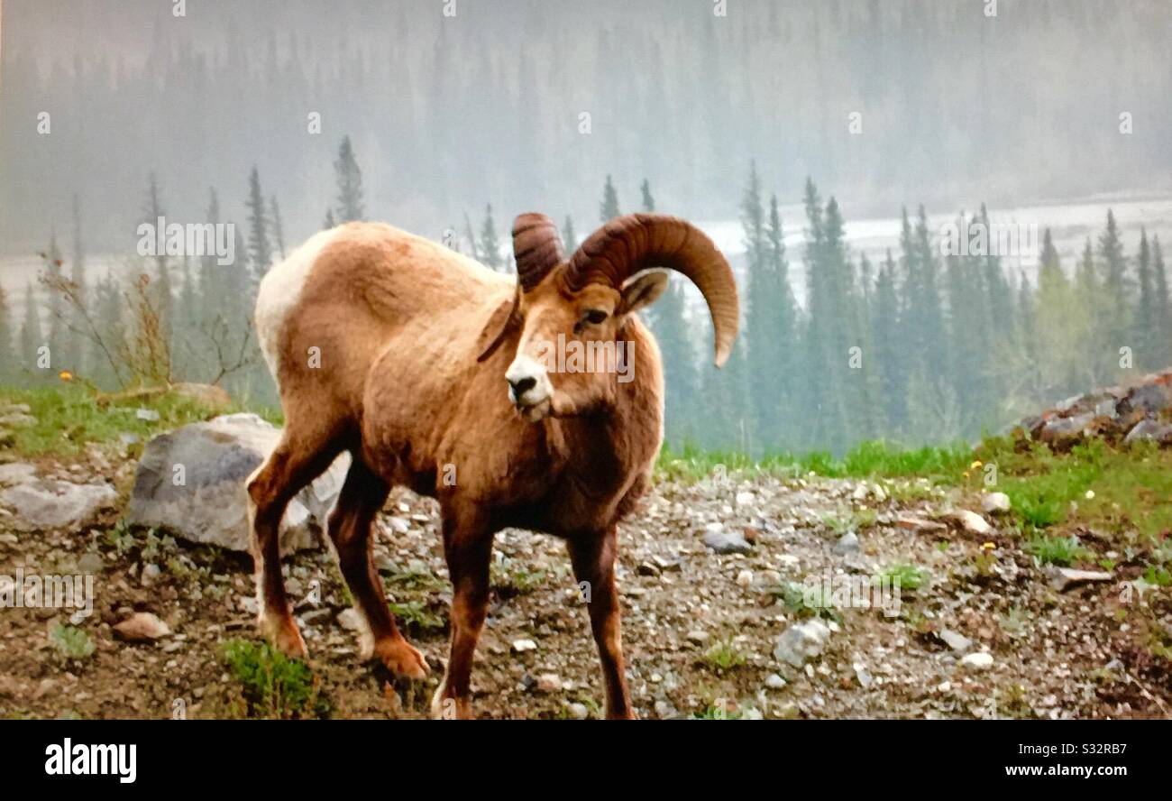 Fauna selvatica di Alberta, Montagne Rocciose canadesi, pecore delle Montagne Rocciose, Selvaggio, fauna selvatica. Foto Stock