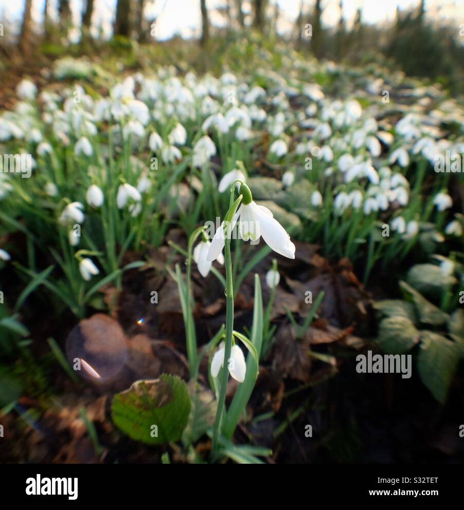 Bucaneve in fiore Foto Stock