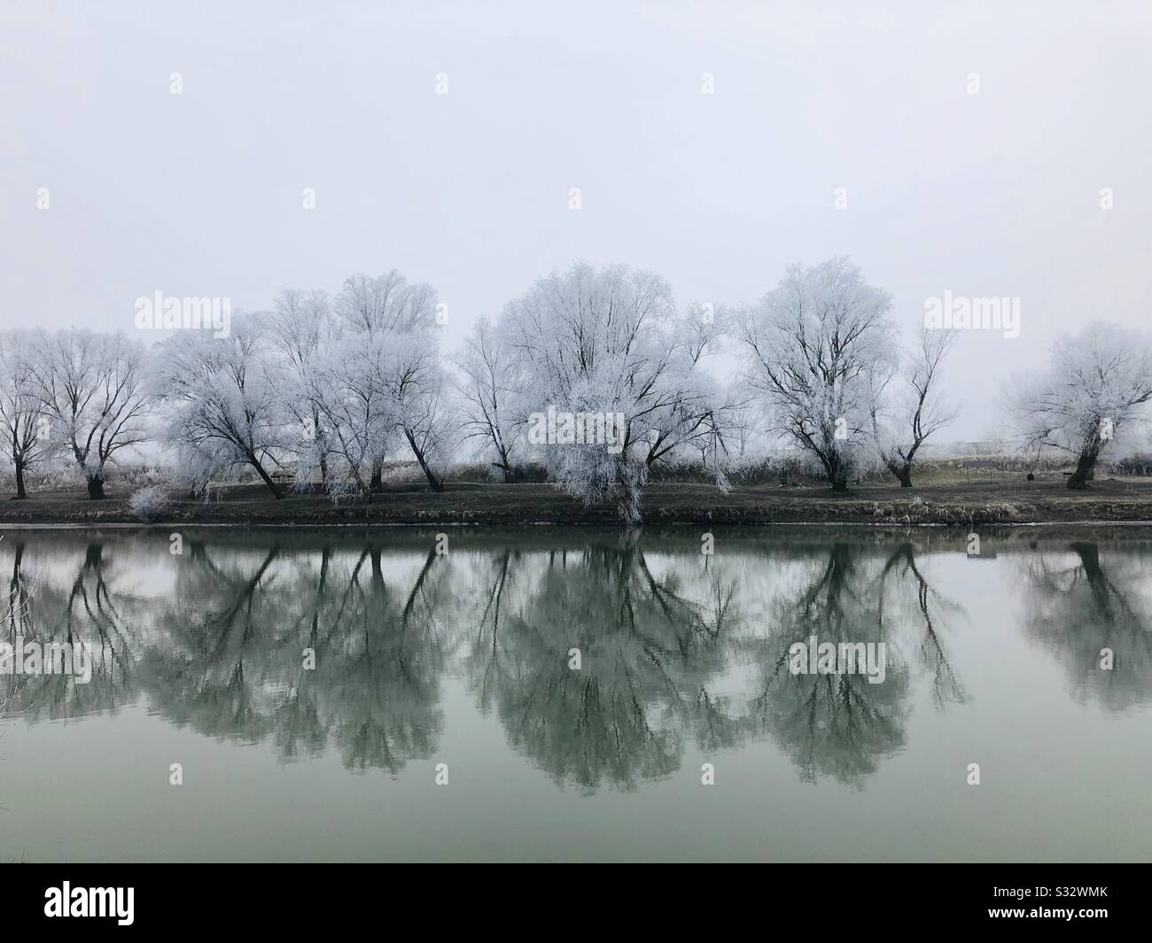 Alberi riflessi nell'acqua Foto Stock