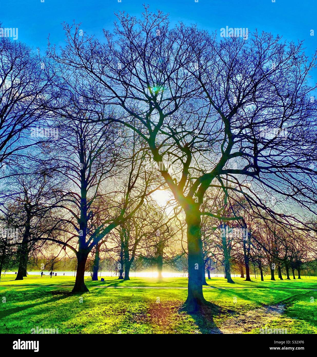 Sole mattutino attraverso gli alberi Foto Stock
