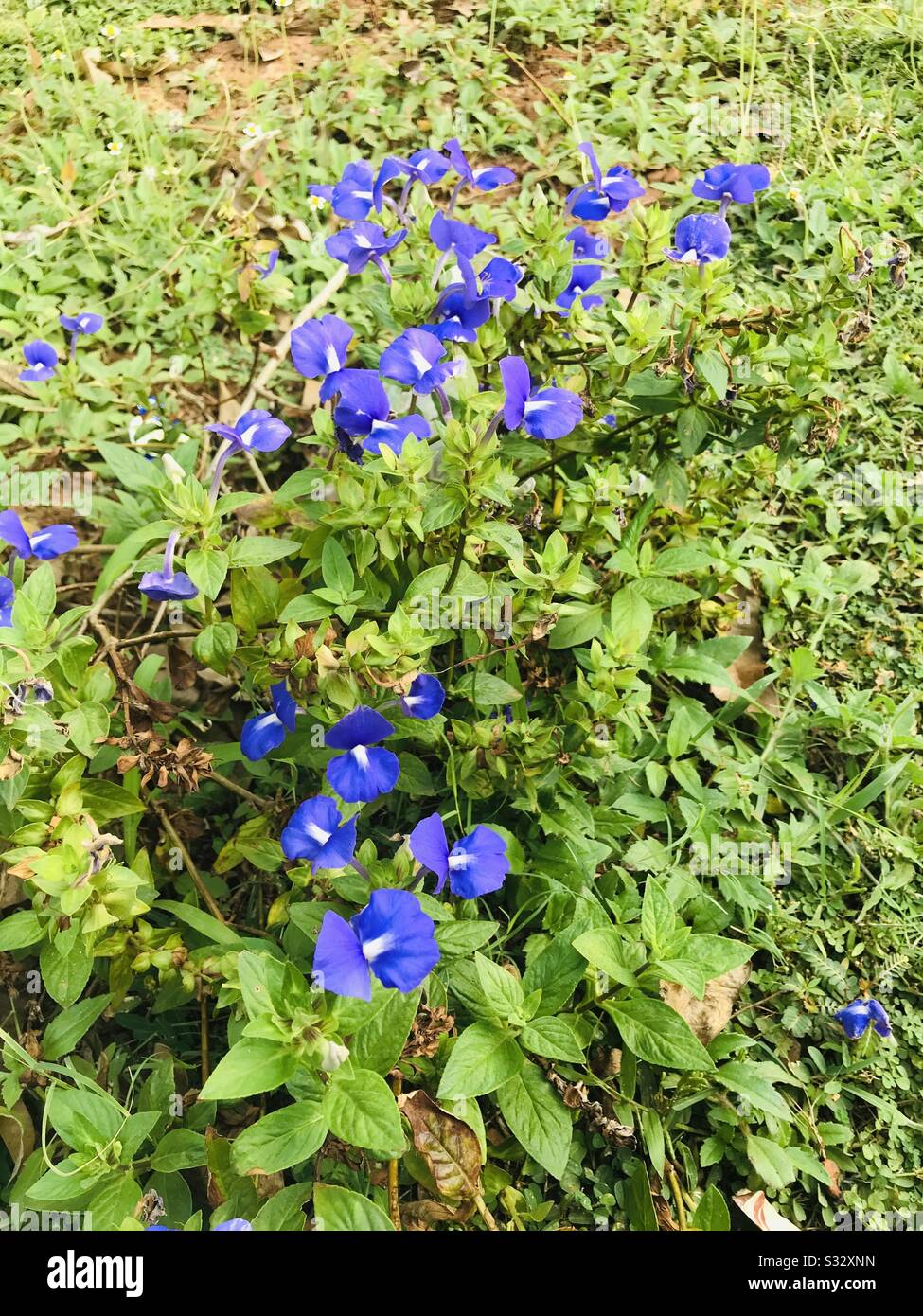 Trovato alcuni fiori di arbusto di colore viola in kerala, petalo gemello  giorno fiore, fiore blu con 2 petali come bocca aperta- Otacanthus  Caeruleus aka Amazon blu Foto stock - Alamy