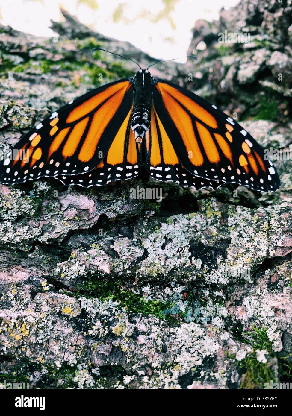 Le belle cose della natura Foto Stock