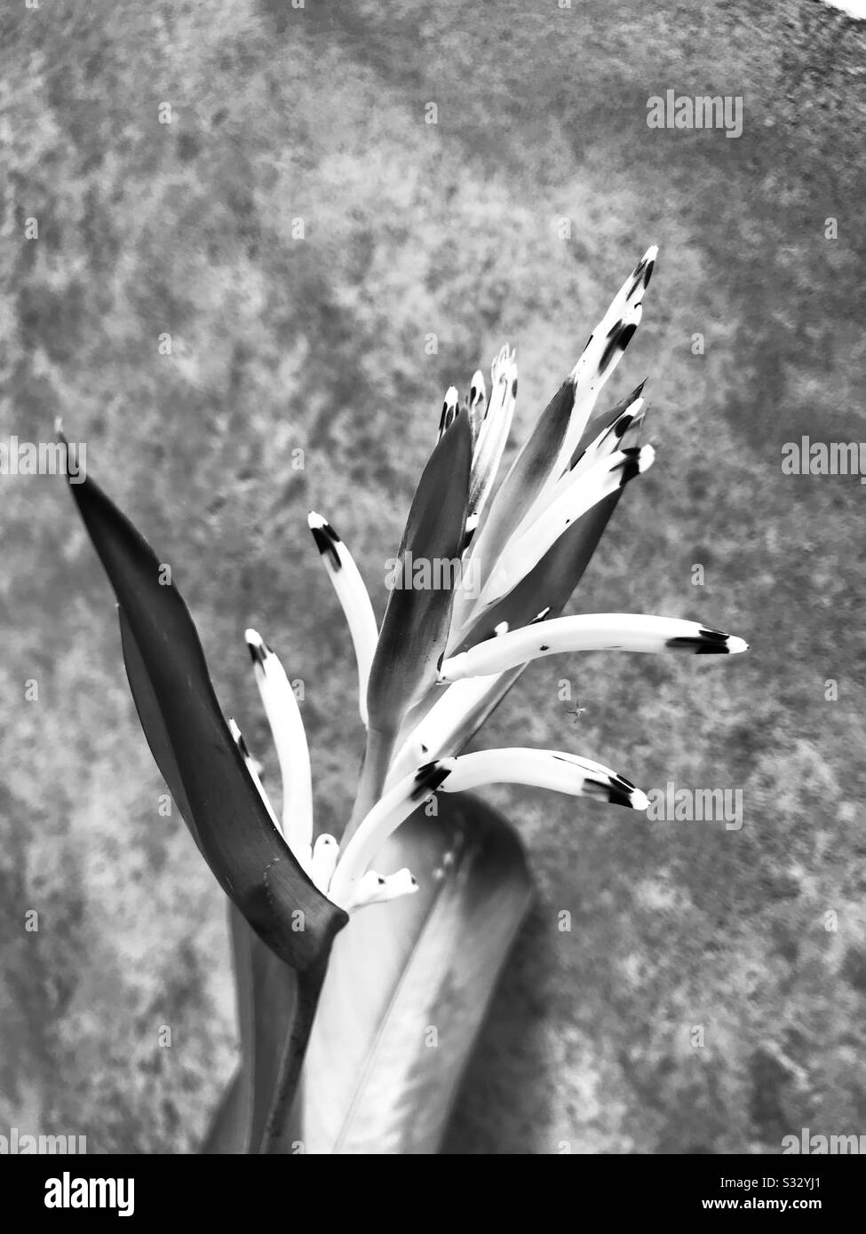Immagine in bianco e nero di un fiore rosso e giallo brillante Heliconia Psittacorum aka American Dwarf / Fifreflash / Lady di, catturato dal giardino di mia mamma in India Foto Stock
