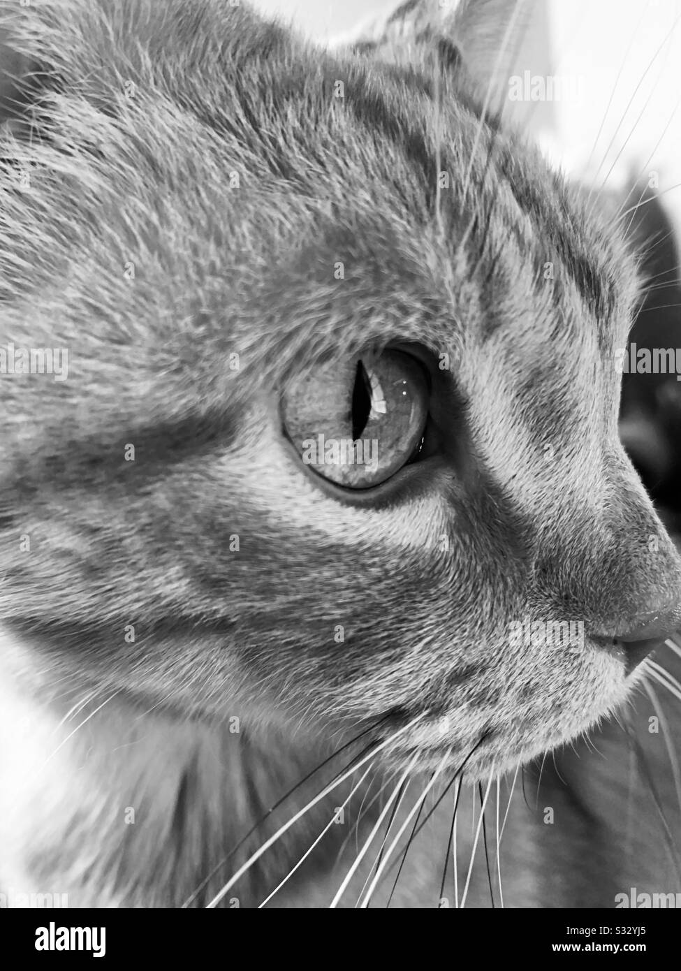 Modello Cat Tuffy Foto Stock