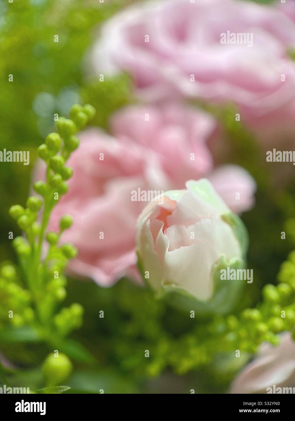 Macro scatto di rosa chiaro mini rosebocciolo e bouquet Foto Stock