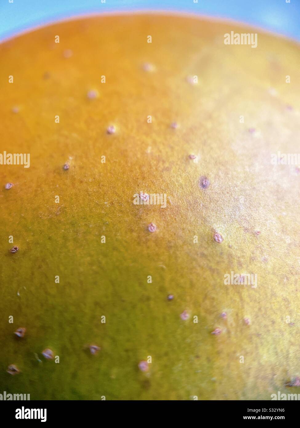 Closeup di maturazione arancio e verde mango con uno sfondo blu Foto Stock